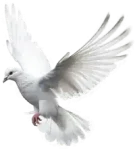 bird-R.webp